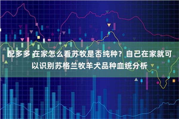 配多多 在家怎么看苏牧是否纯种？自己在家就可以识别苏格兰牧羊犬品种血统分析